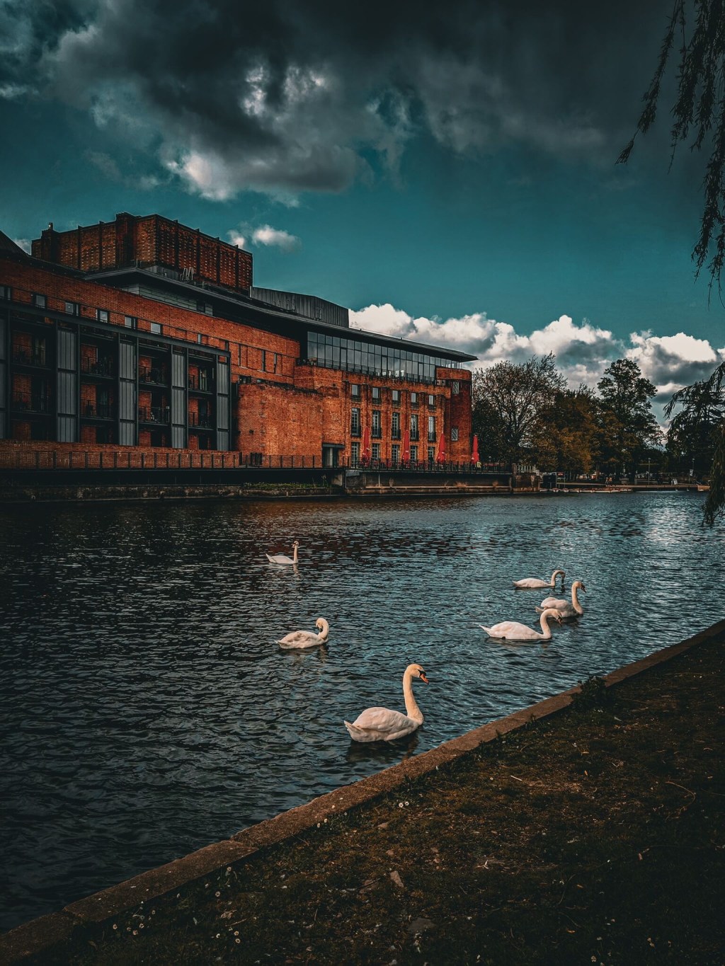 View of the RSC from the other side of the river Avon with white swans swimming.