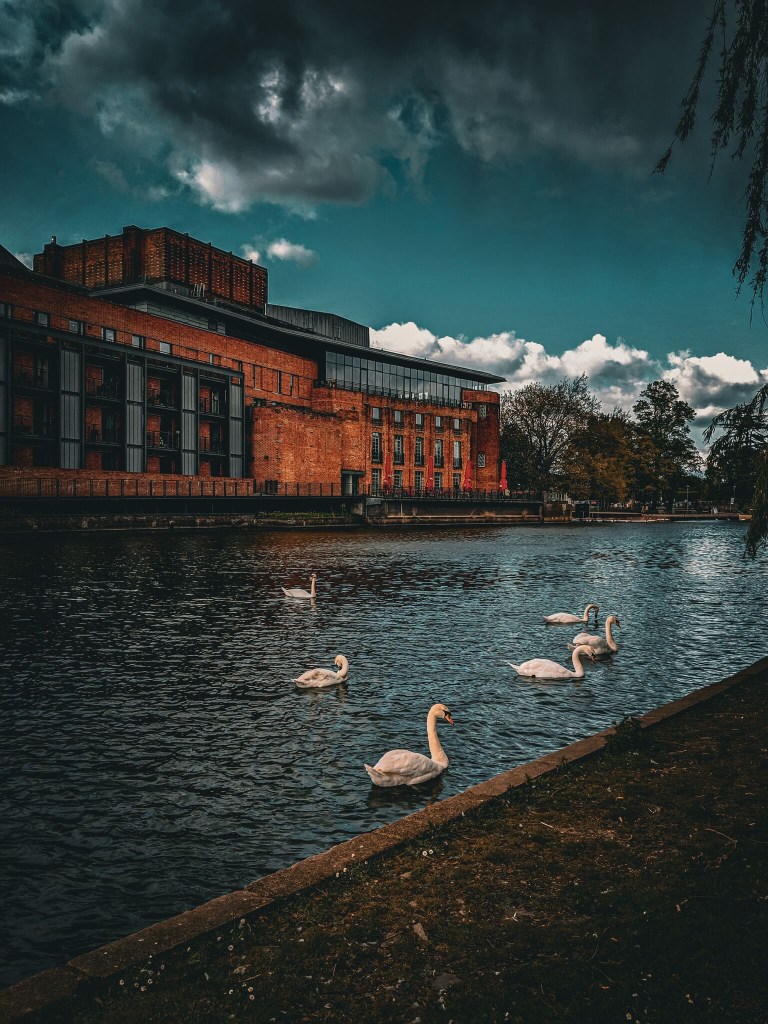 View of the RSC from the other side of the river Avon with white swans swimming.