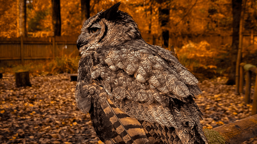 Center Parks eagle owl in Longleat Forest