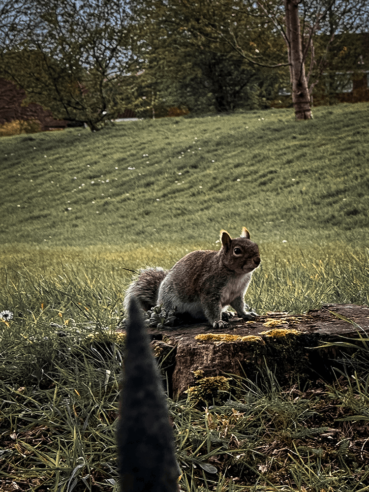 A squirrel sitting on a tree stump in a park.